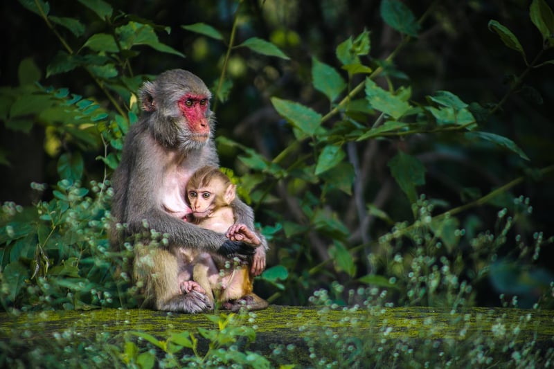 Jungle Expedition